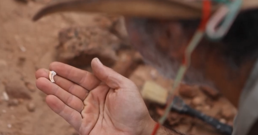 研究人员发现迷你恐龙化石 仅乌鸦大小