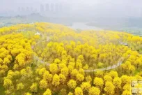 �ڶ�������ɽ�ƻ��������μ��������� ��ɫ����������