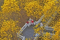 7000��ƻ�����ľʢ�ţ�����������ɽ������