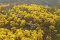 ��ɽ�������ƽ�ס����ƻ�����ľ������������