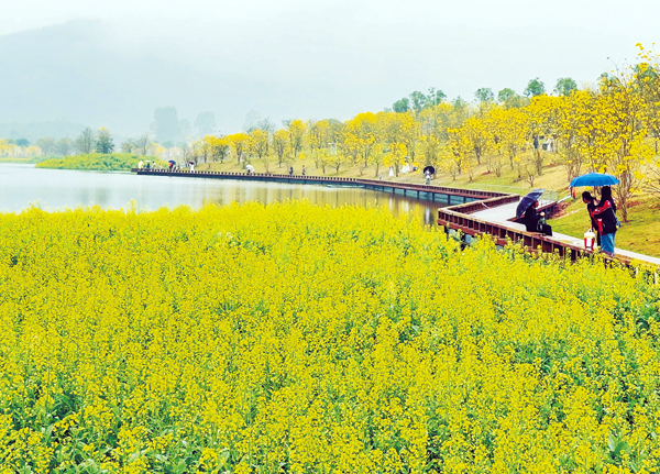 南宁：满城春色花如海 邂逅浪漫至5月