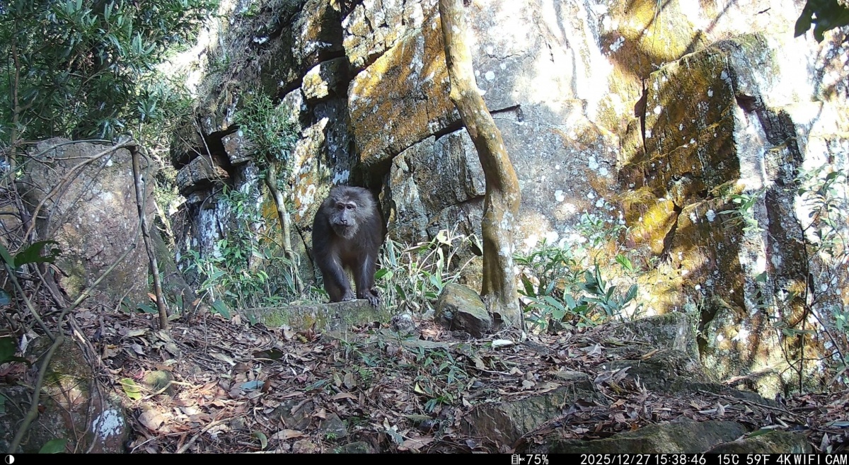 桂平市大平山保护区首次发现藏酋猴稳定繁殖种群