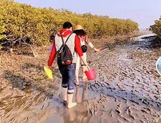 赶海影响红树林生长？科研人员：建议减少干扰，不要挖螺捉蟹