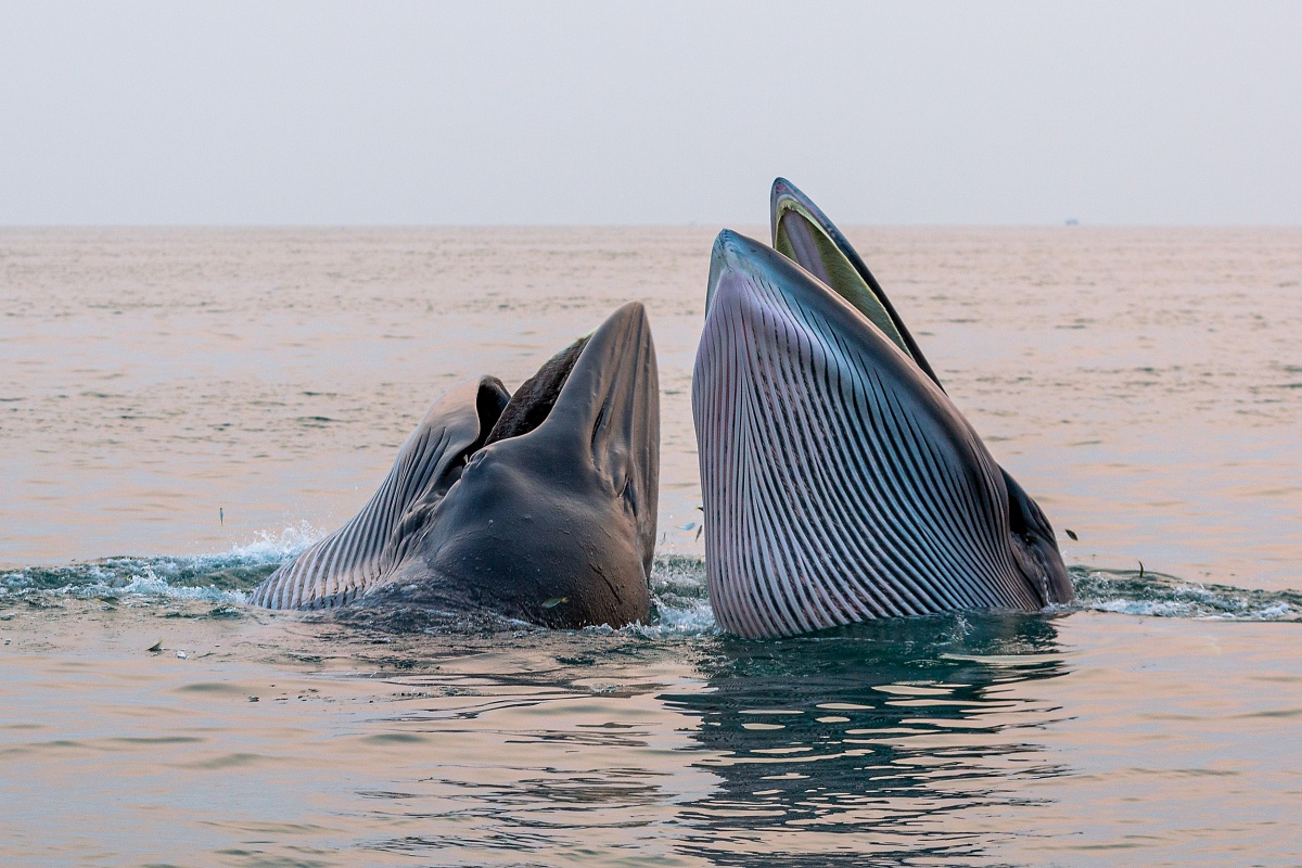 留住“鲸喜”——布氏鲸保护与生态旅游如何协同发展？