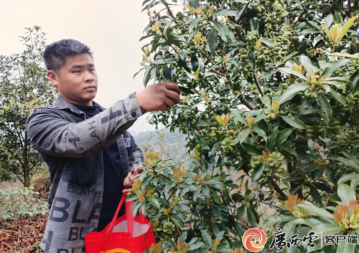 广西日报百色头条 不离乡靠山也能富(图1)