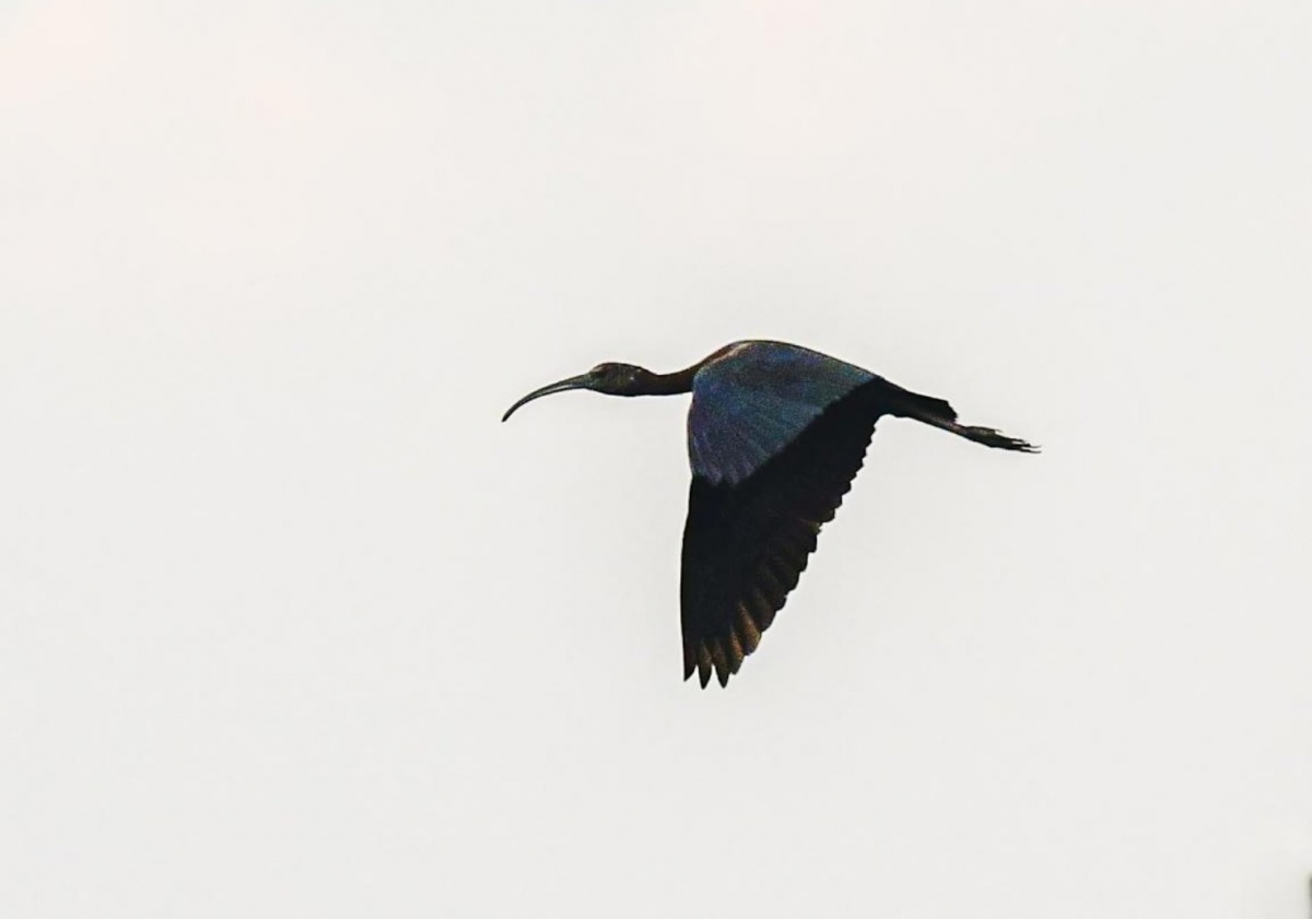 珍稀彩鹮首次现身山口红树林保护区