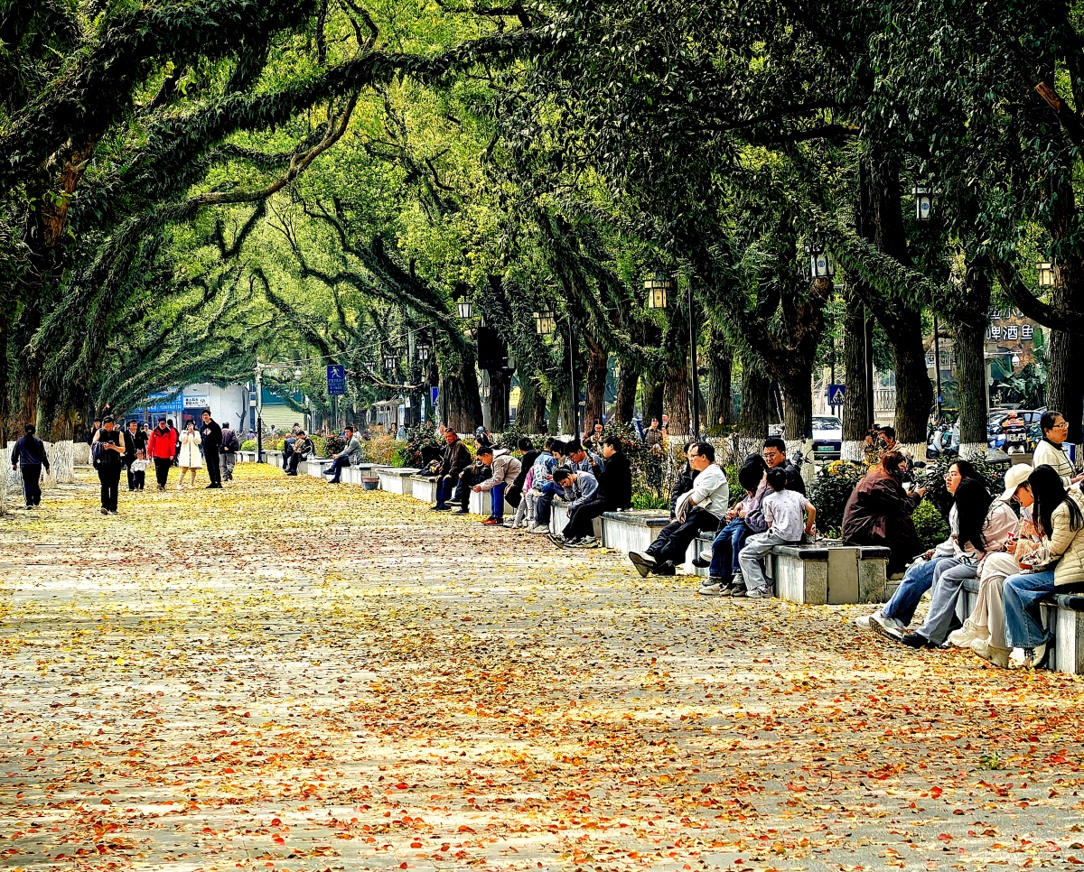 反季节的浪漫！缤纷落叶点缀桂林春日别样美丽