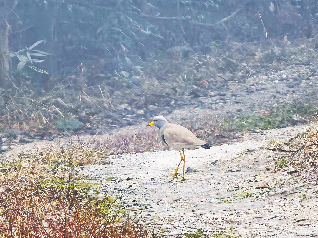 广西大明山保护区又添鸟类新记录