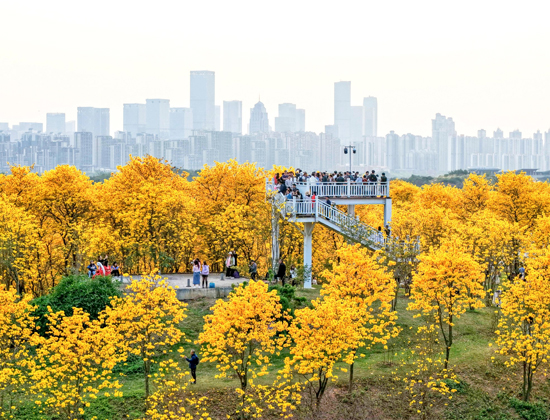 南宁打造“赏花经济”，持续激发文旅活力