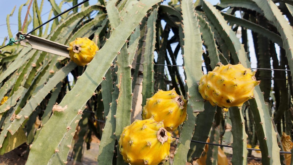 全国50多名采购商果园实探，助力广西好果“出海”