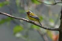 ȫ�������ѡ���۰�ɫ����  �����ּ䡰�����顱