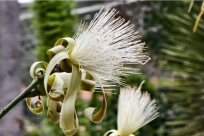 ����������һ��������ˢ��һ���Ĺ���ľ�޻��������