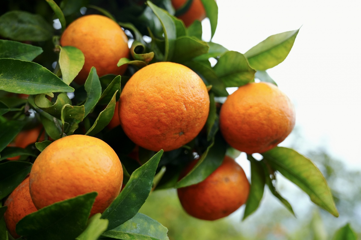 汁多味甜！百色西林15万公斤高山沃柑在线等买家