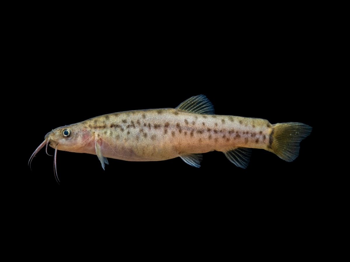 广西发现鱼类新物种弄岗异条鳅