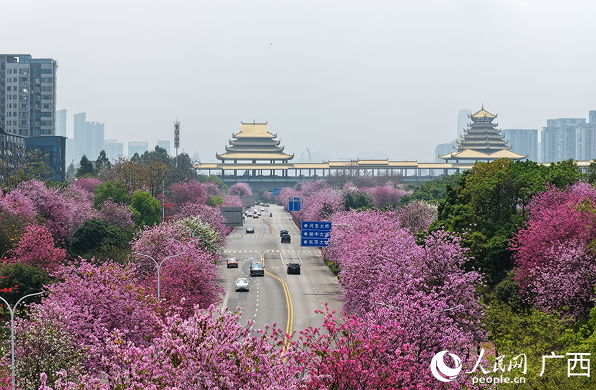 柳州：30万株紫荆花绽放绘就浪漫春日画卷