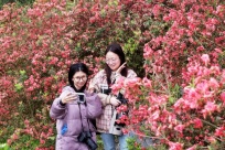 ���ޣ�����������Ƭ�ž黨�����ѡ�����������������