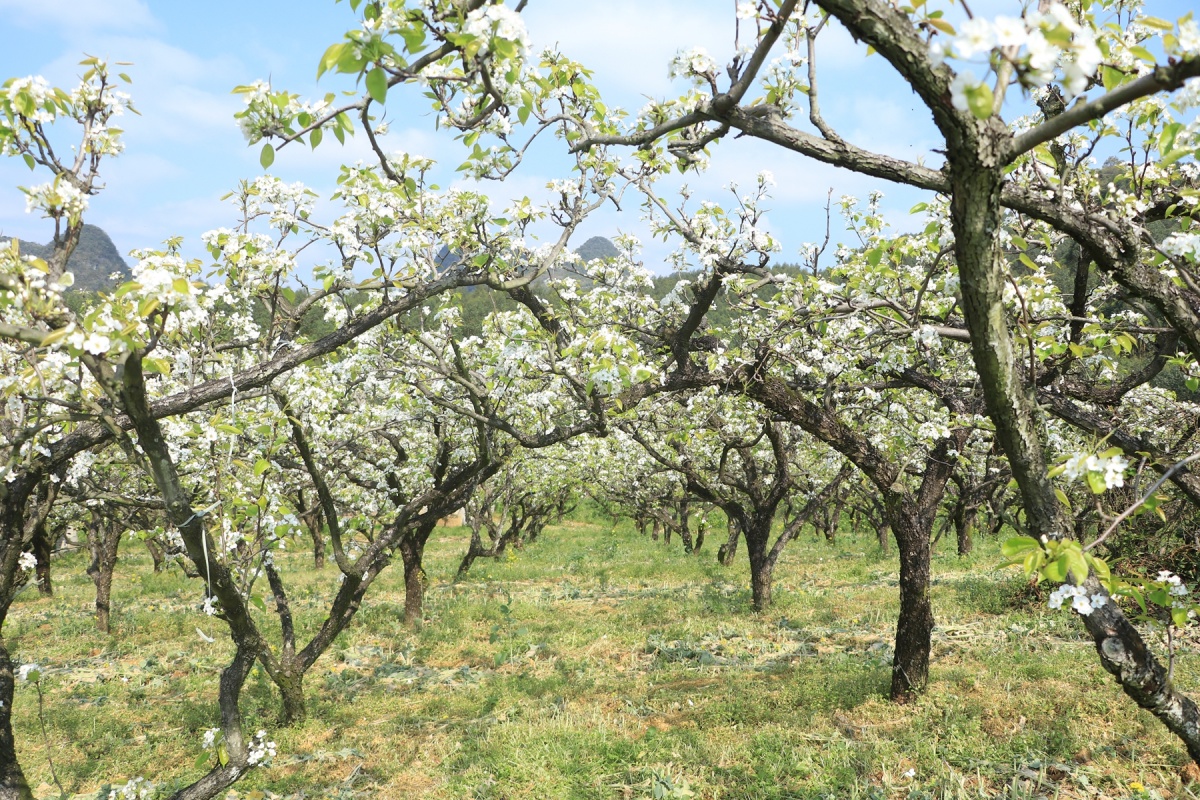 广西“赏花经济”竞绽放②：八桂春好，村游正好