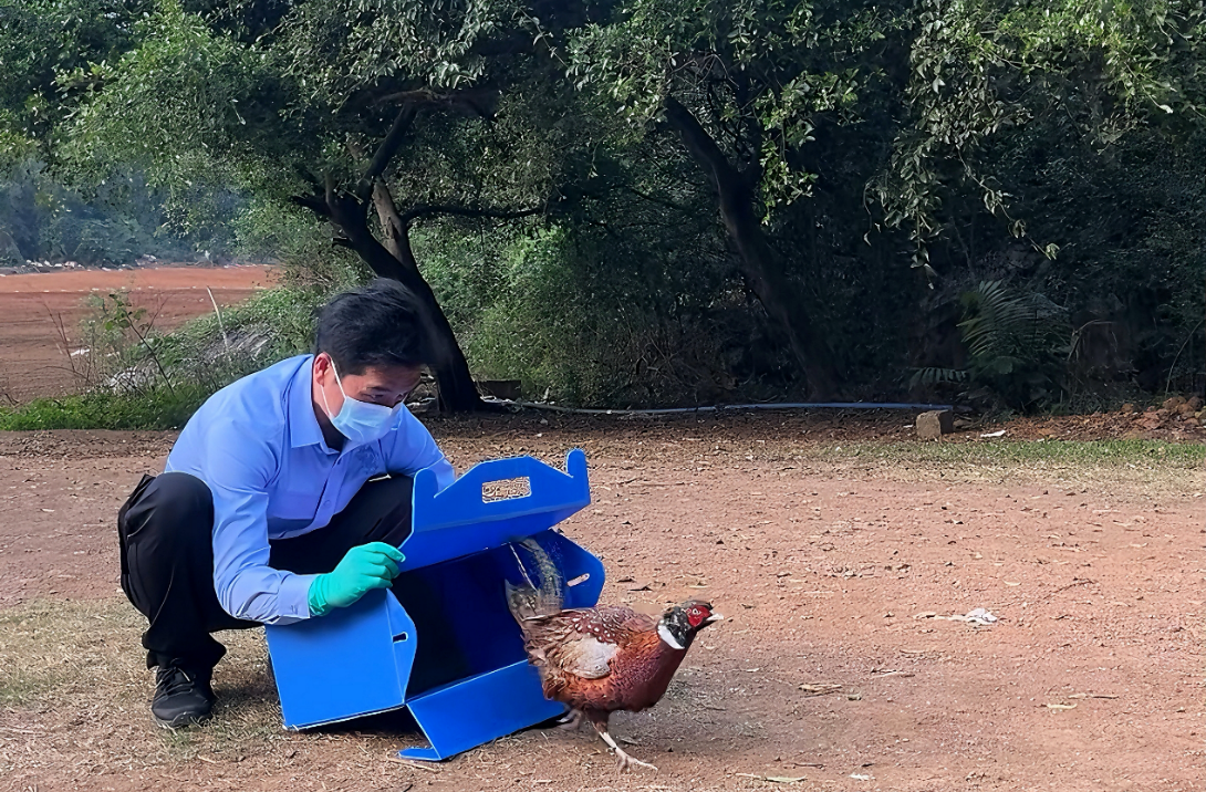 重返蓝天山林!广西21只“国宝级”野生动物终于回家了