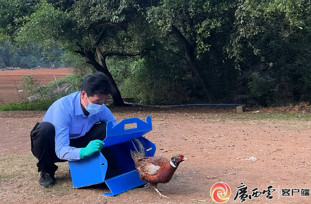 ����������Ұ������ؼ� 