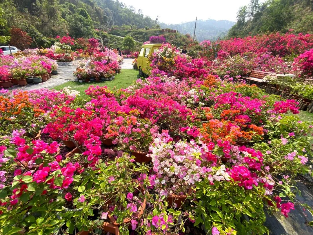 花漾百色!宝巾花迎来盛花期