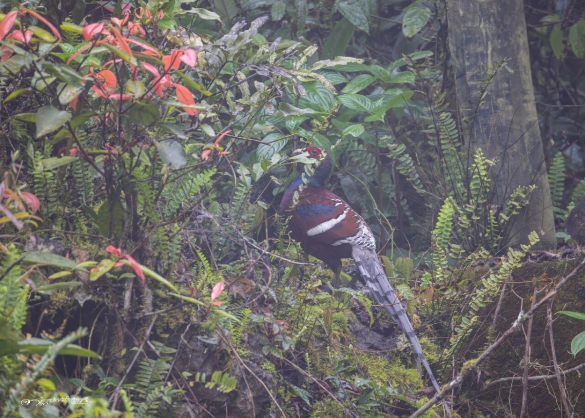 那坡县首次记录到国家一级重点保护野生动物黑颈长尾雉