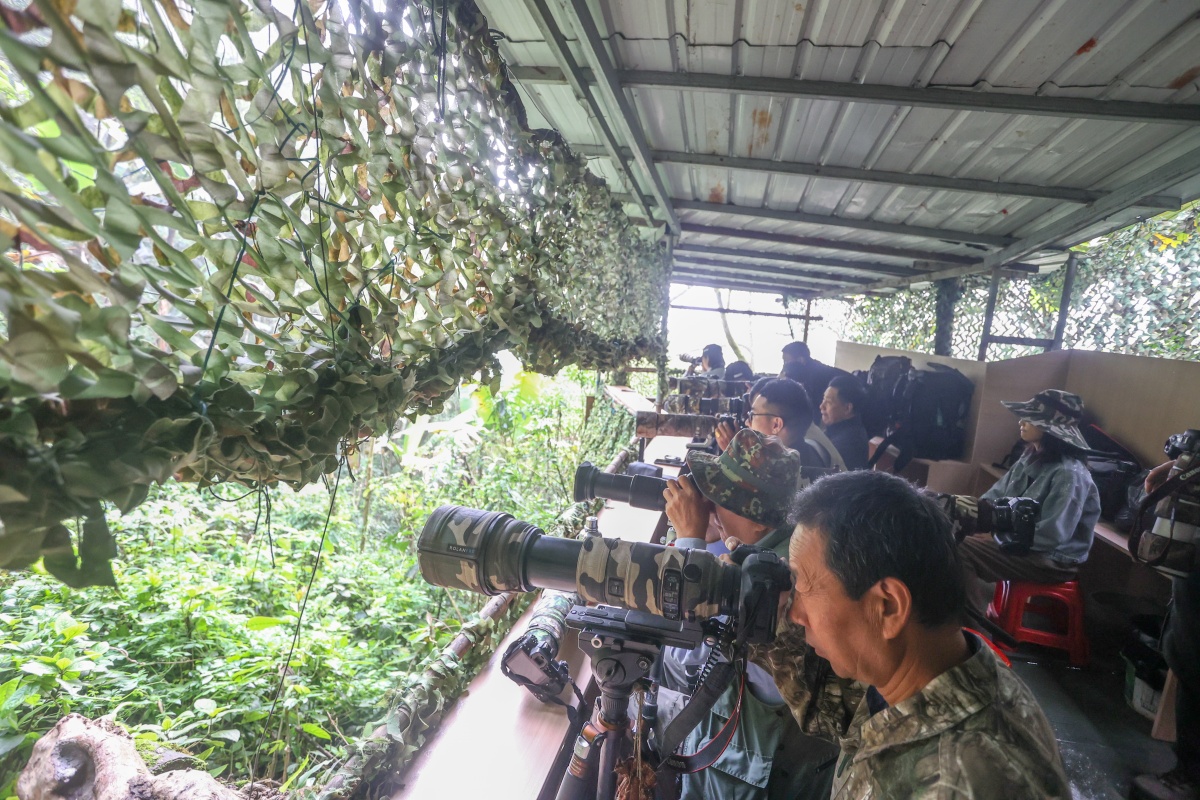 Guangxi Daily Baise Headline | Birds Sing, Chirping, Customers Forget to Return-Napo County Levers Border Culture and Tourism Integration Development with Birds as Media