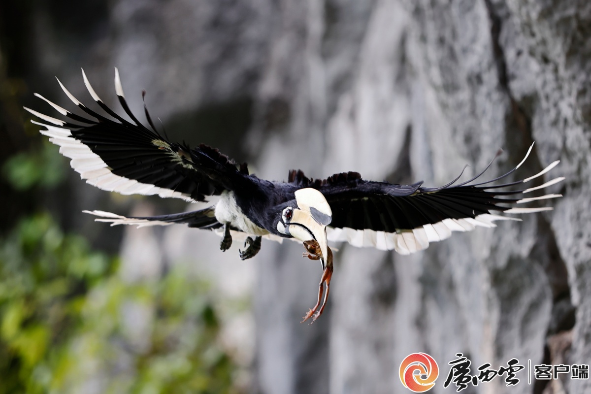 万千候鸟舞翩跹,广西全方位筑牢鸟类保护屏障