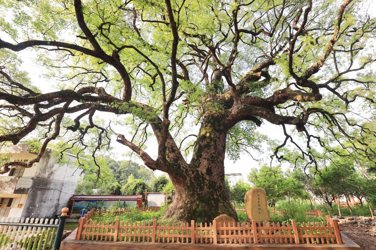 新规落地护航古木长青!广西新版古树名木保护条例正式施行