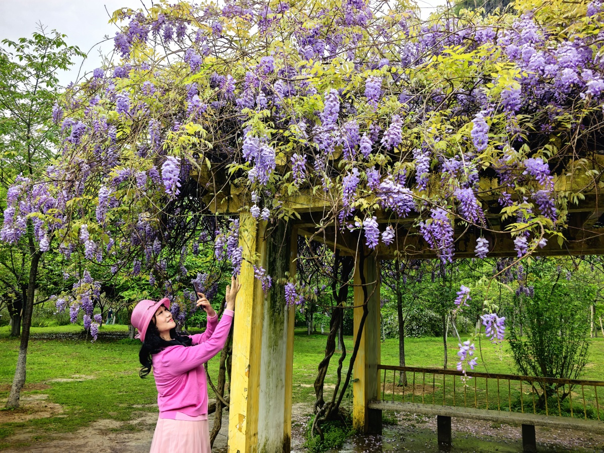 紫藤花开，桂林的春天被温柔浪漫填满