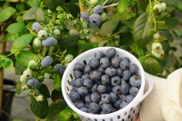 �����ֳ� |  �˰�������ݮӭ����