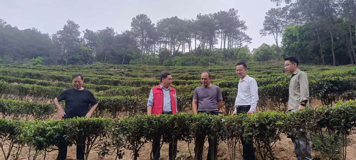 护航特色产业发展——太平财险梧州中心支公司落地梧州首单六堡茶农产品食品质量安全责任险