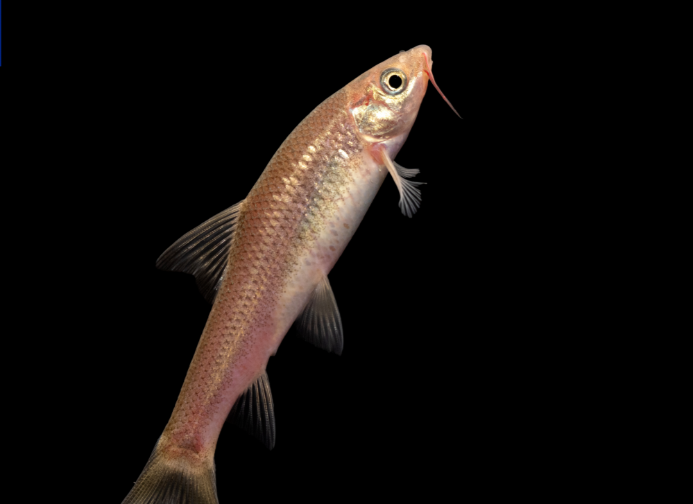 广西崇左白头叶猴国家级自然保护区发现候选新种