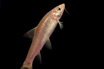 ���������ͷҶ����Ҽ���Ȼ���������ֺ�ѡ����