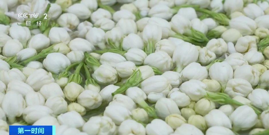 解锁“花样美味”全球超60%的茉莉花产自这里(图1)