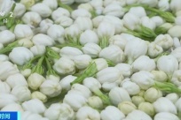 ������������ζ�� ȫ��60%�����򻨲�������