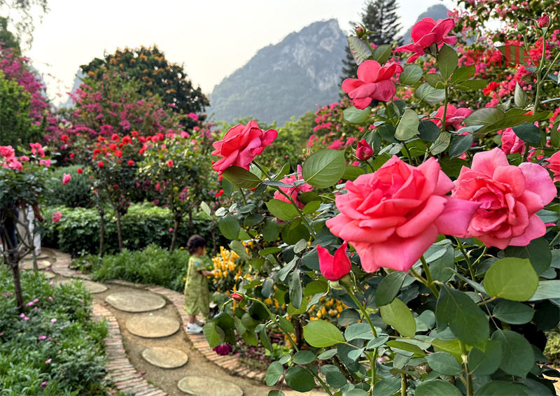 不断开花!柳州这里100多株“玫瑰树”绽放!你去打卡了吗?