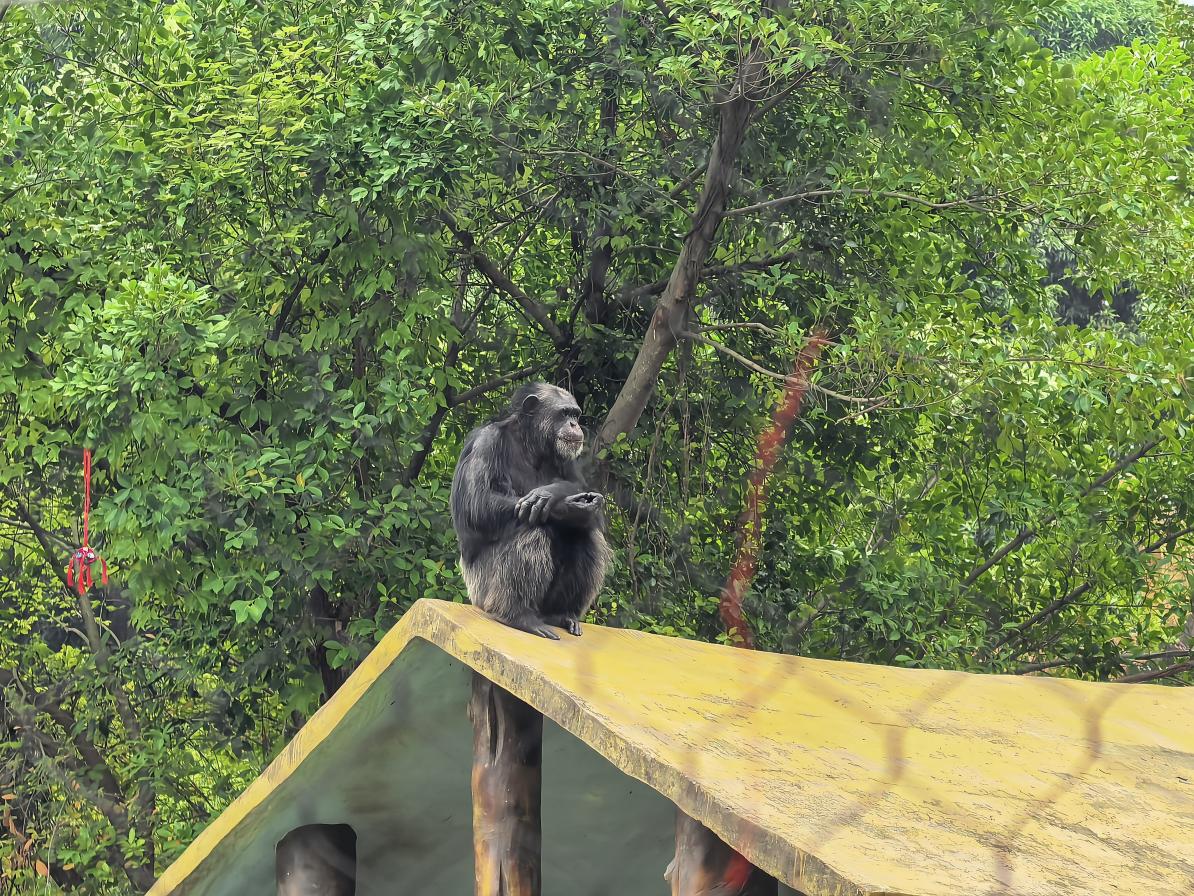生日宴、抛绣球安排上了！网红黑猩猩也过广西三月三