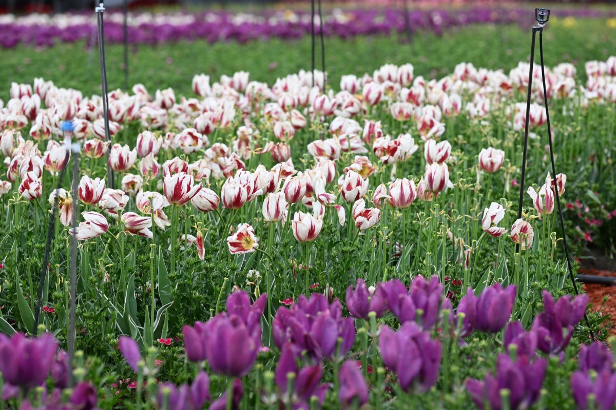 2026年全国重点媒体盐城行｜这么近那么美，来荷兰花海“郁”见春天