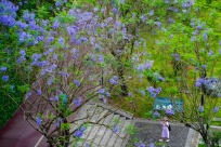 �����ʢ��Ϊ����������