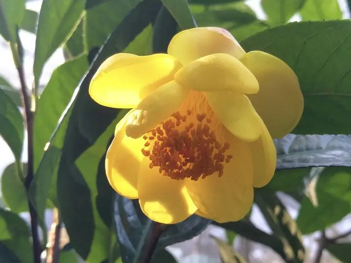 ����Ϣ�������н𻨲蹫԰7�������軨��Ʒ�ֳɹ���¼�й��軨��¼