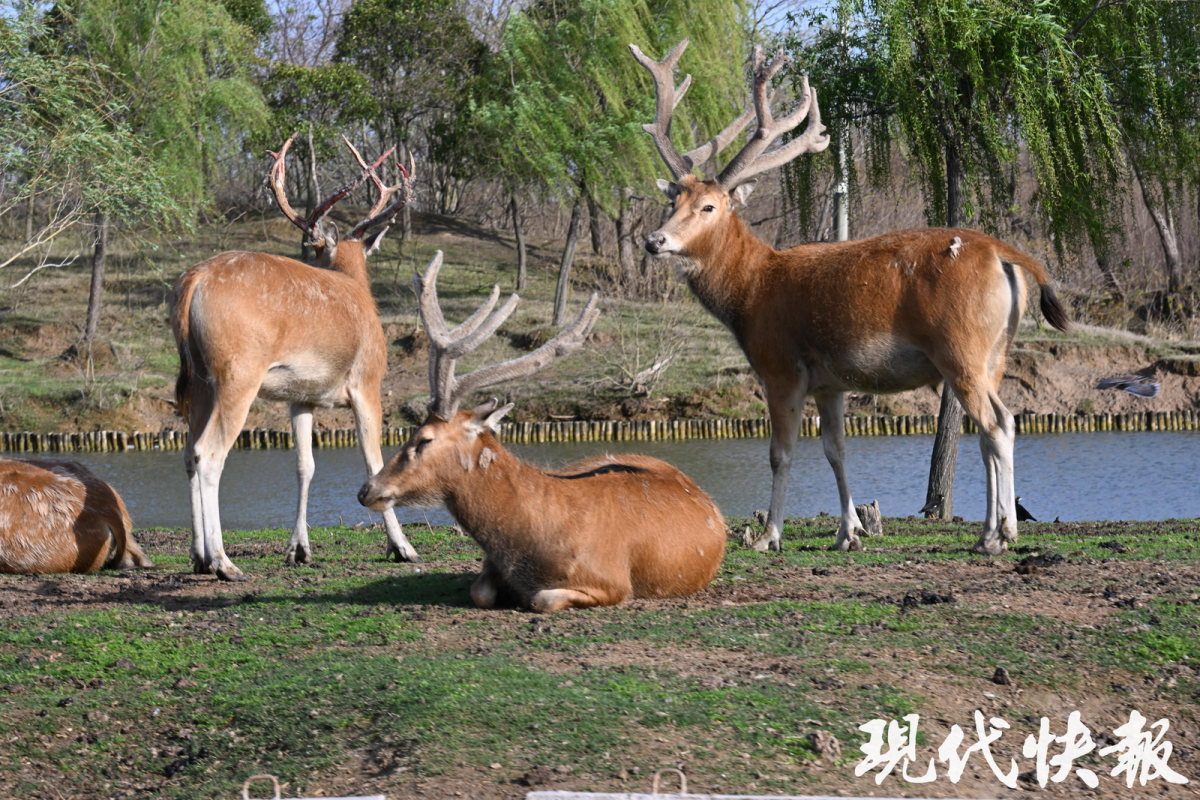 2026年全国重点媒体盐城行｜走进大丰麋鹿保护区，解锁世界最大野生鹿群“重生密码”