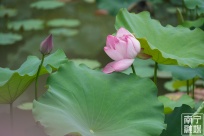 �Ϻ���԰�ɻ����� �����߳ǳ���ʫ������