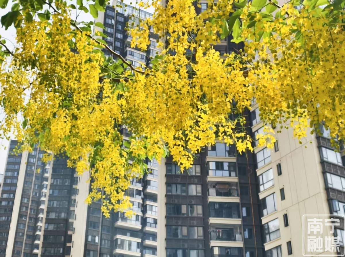 盛夏“黄金雨”!南宁街头腊肠树繁花绽放
