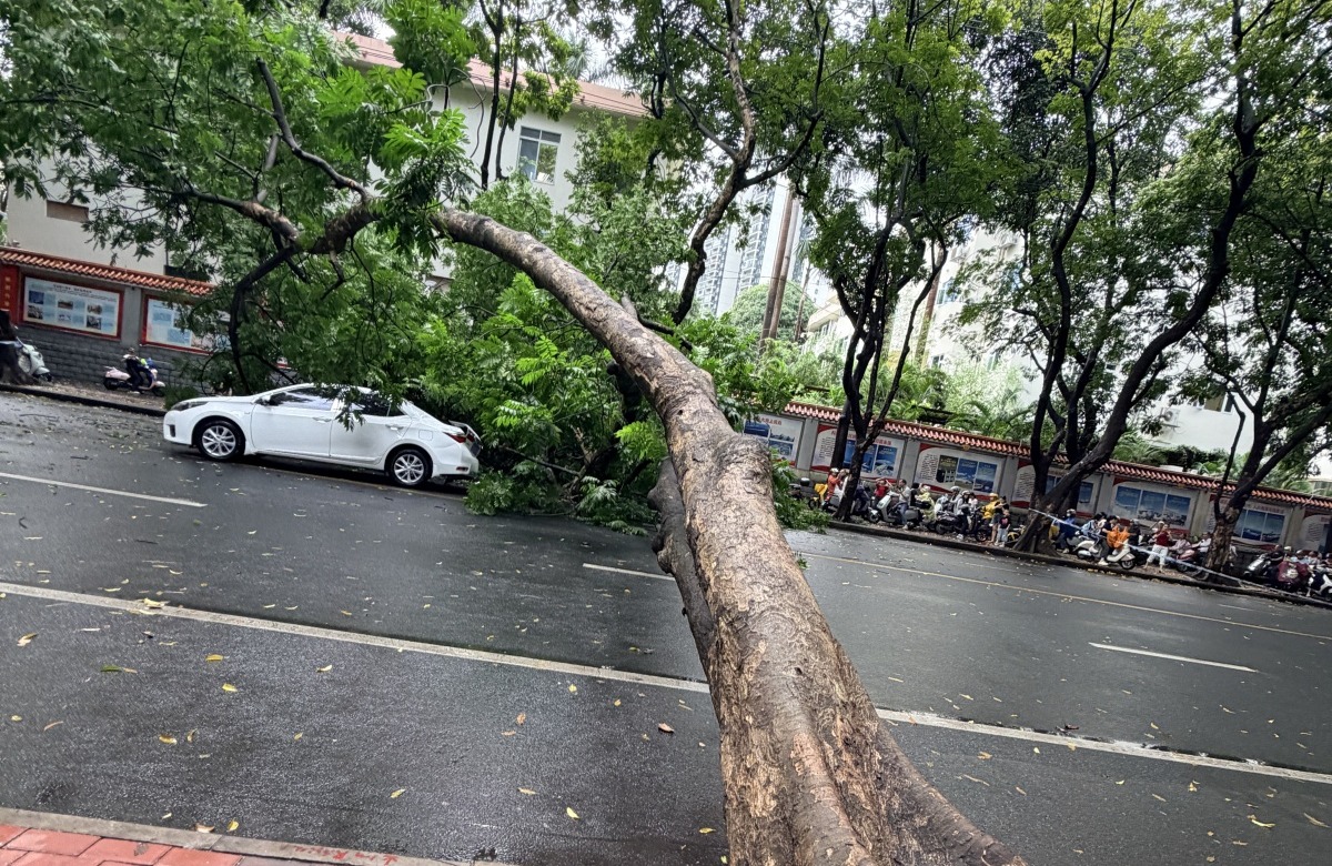 南宁强降雨后，十多米高的行道树倒下砸中路过车辆！一人受伤送医
