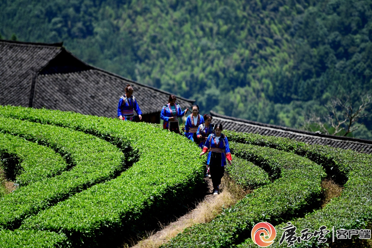 龙胜：共话邻里情 粽情迎端午