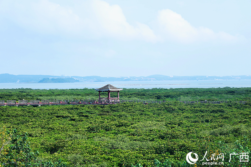 防城港：“海上森林”尽显生态美